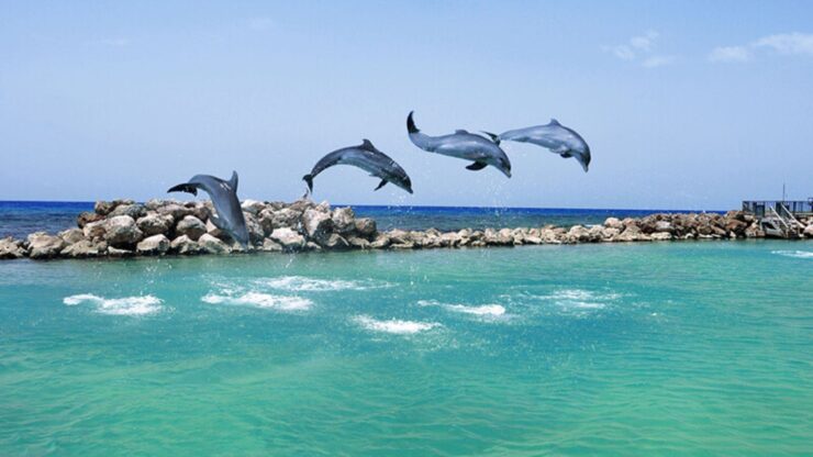 Marine Life Jamaica